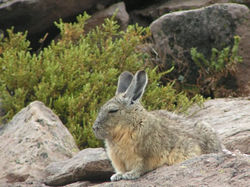 Foto de la vizcacha